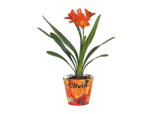 Clivia Miniata