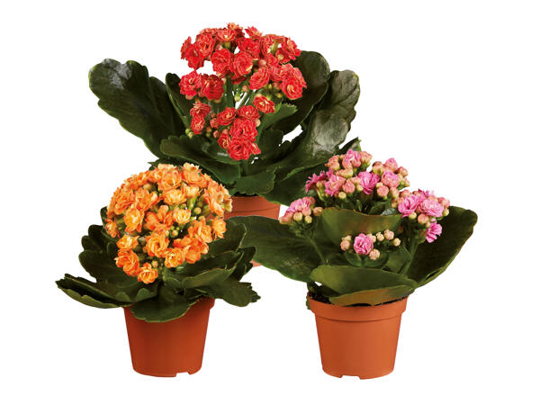 Mini Kalanchoe