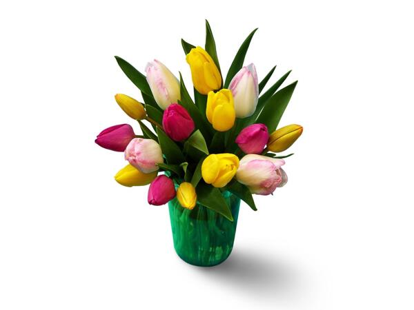 Rainbow Tulips