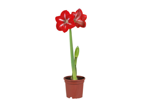 Amaryllis 2 Stems