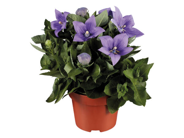Platycodon Balloon Flower