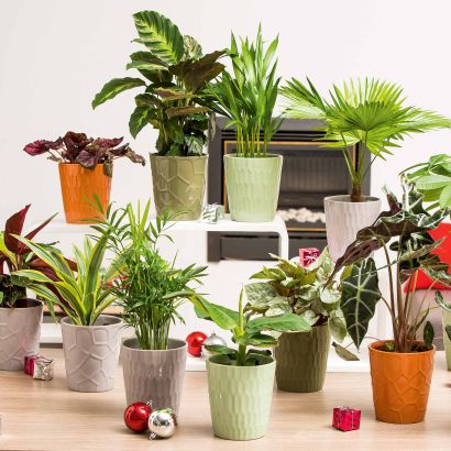 Plante d'appartement