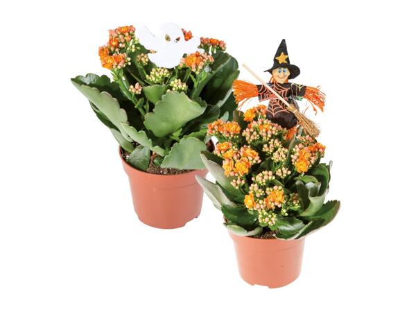 Halloween Kalanchoe