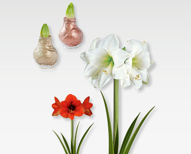 Amaryllis enrobée de cire