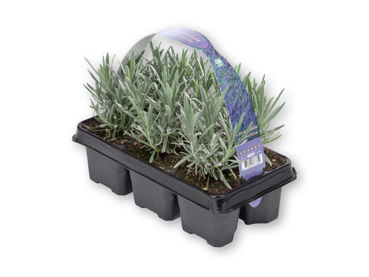 Lavender 6 Pack