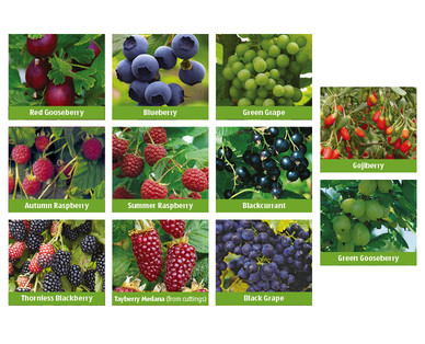 Fruit Collection
