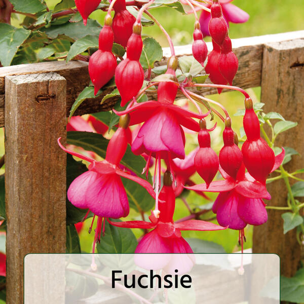 Geranien / Fuchsien