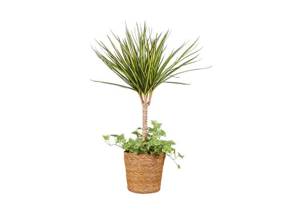 Luxury Indoor Plants