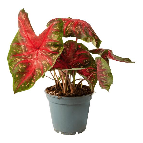 Caladium
