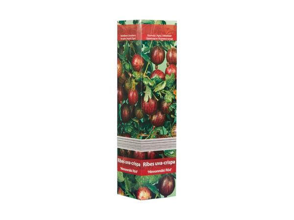 Berry Bushes