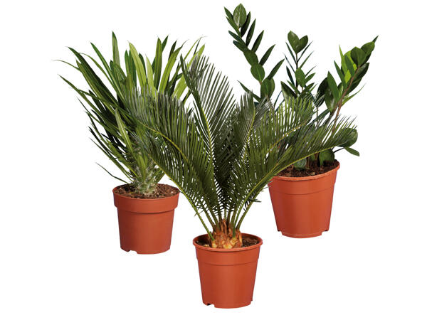 Palm