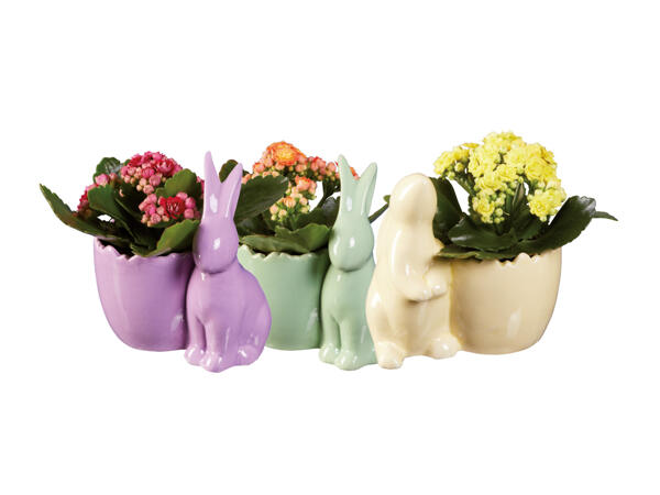 Kalanchoe i pastellfärgad påskkruka