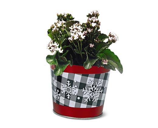 Holiday Kalanchoe Assorted Colors