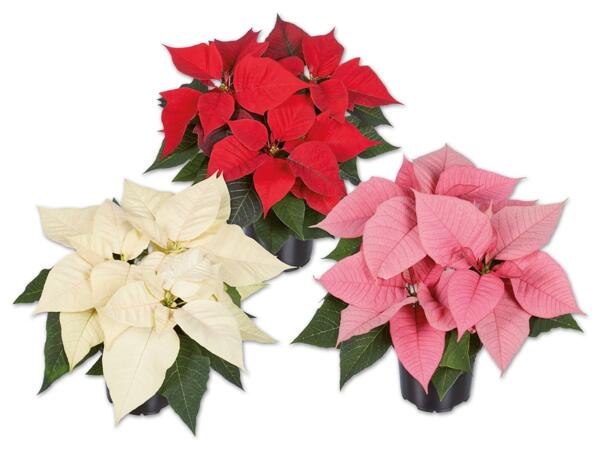 Weihnachtsstern Mehrtrieber
