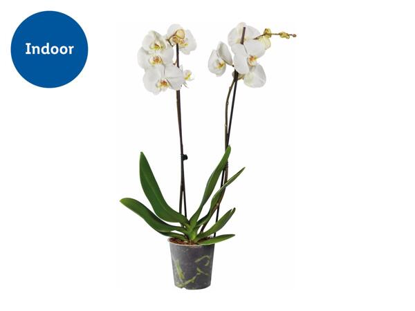 Twin Stem Orchid