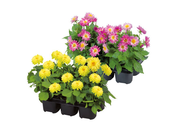 Autumn Bedding 6 pack