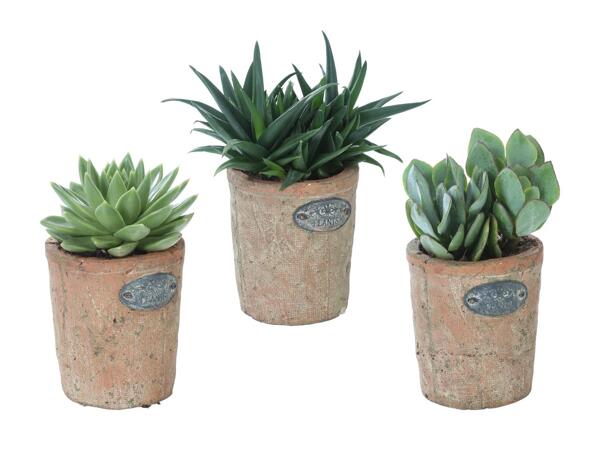 Piante succulente in artistico vaso di terracotta
