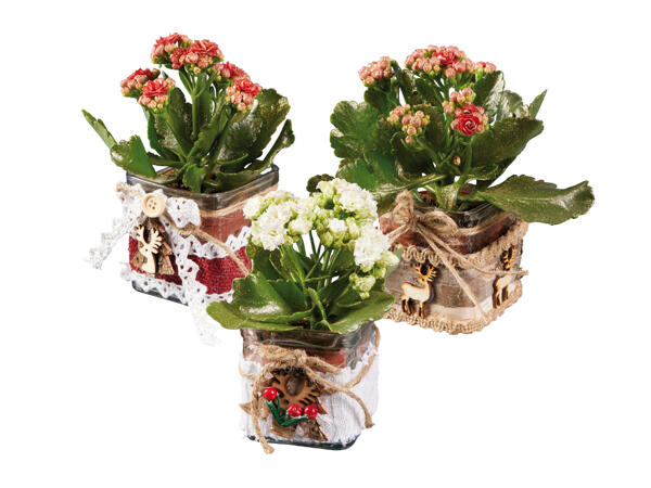 Kalanchoe in Glass Pot