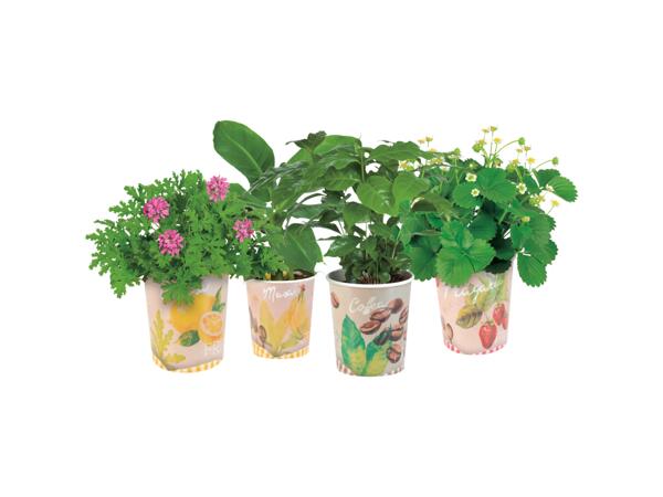 Plantor i bägare