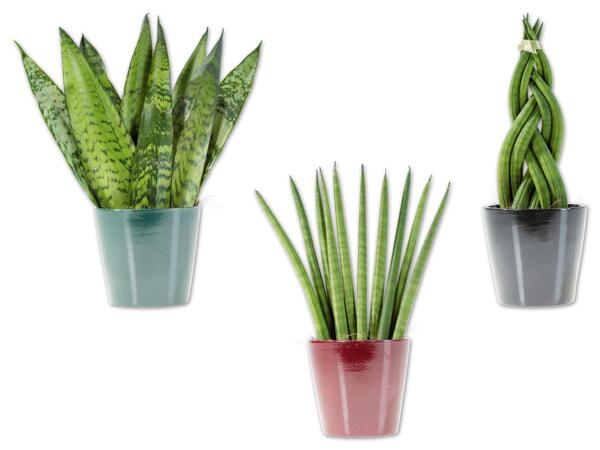 Sansevieria im Keramiktopf