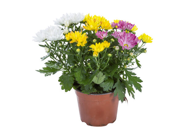 Trio de chrysanthèmes