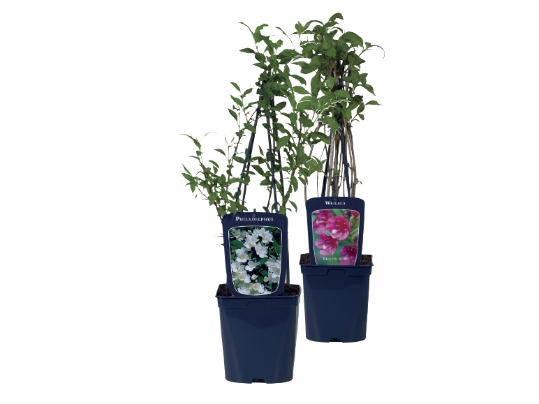 Ornamental Bushes