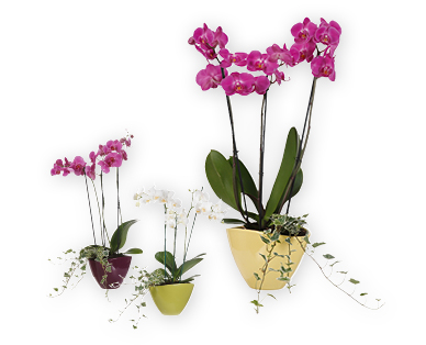 Phalaenopsis