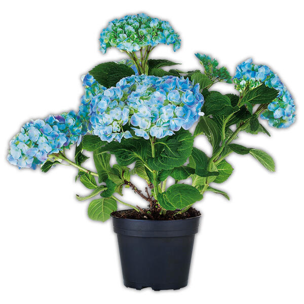 Hortensie