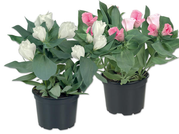 Eustoma