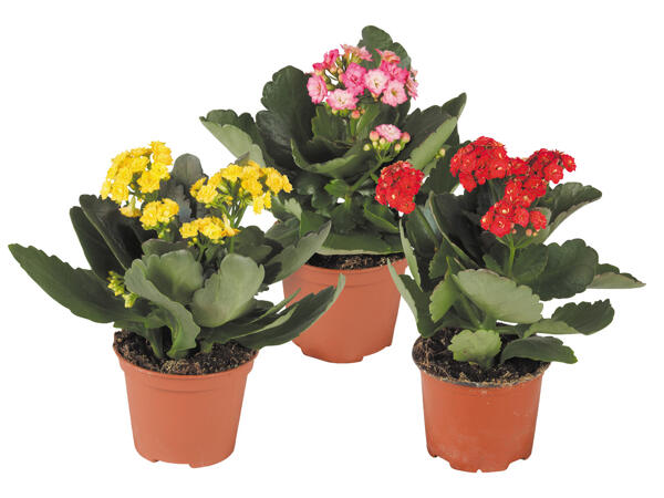 Kalanchoe