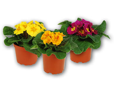 GARDENLINE(R) Primula Suisse Garantie