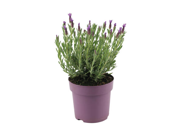 Sommerfuglelavendel