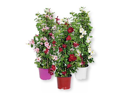 Dipladenia