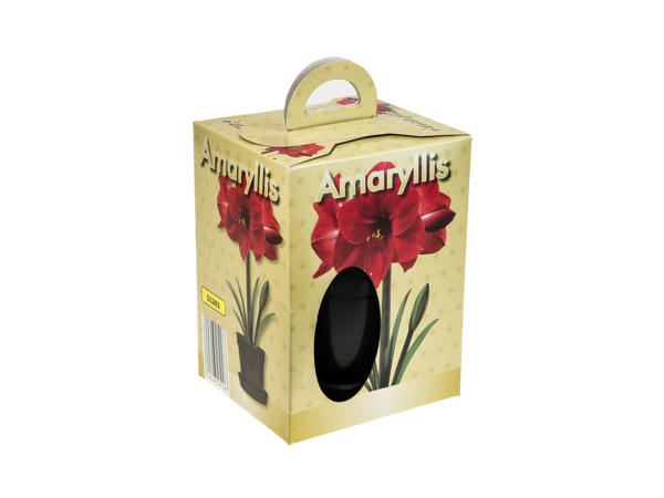 Growing Your Own Amaryllis
