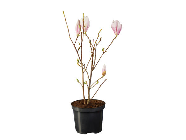 Magnolia