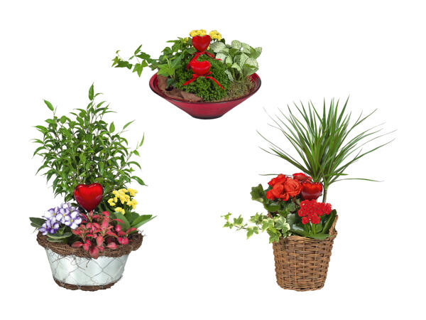 Arrangement de plantes pour la fête des mères