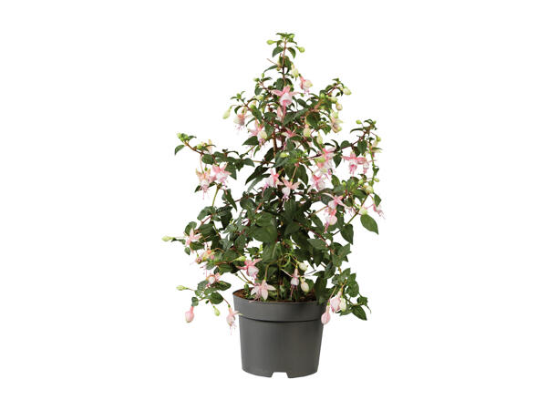 Fuchsia
