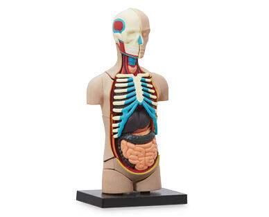 Human Anatomy Models