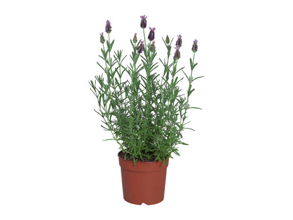 French Lavender