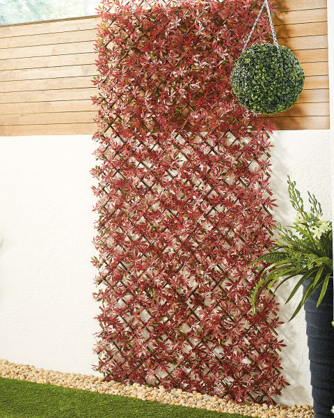 Expanding Red Acer Trellis