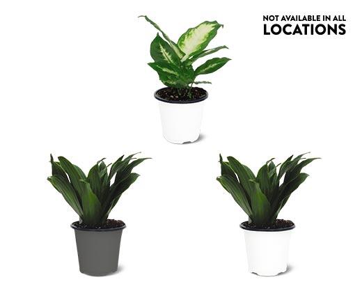 4" Foliage Assorted Varieties