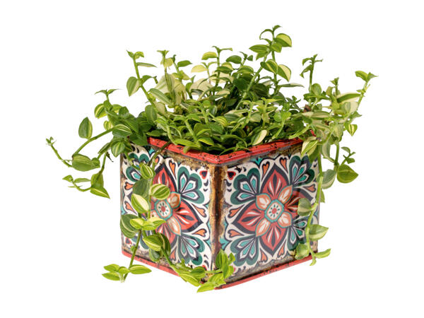 Green Plants
