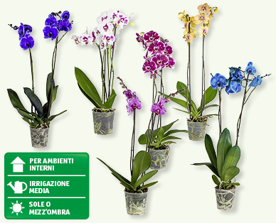 Phalaenopsis Royale