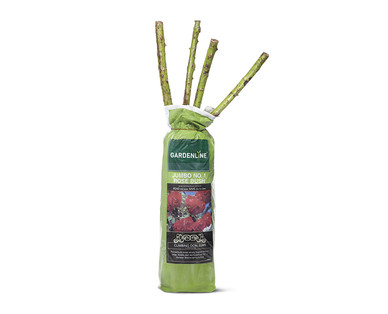 Gardenline Jumbo #1 Rose Bush