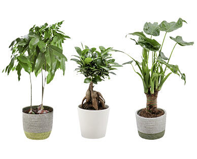 PIANTE VERDI TROPICALI