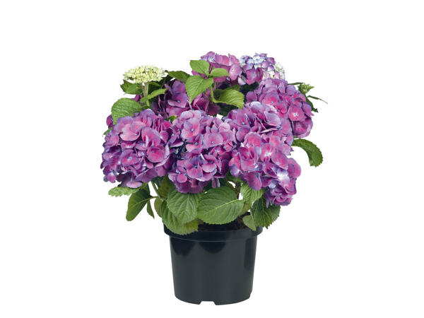 Hortensia de jardin
