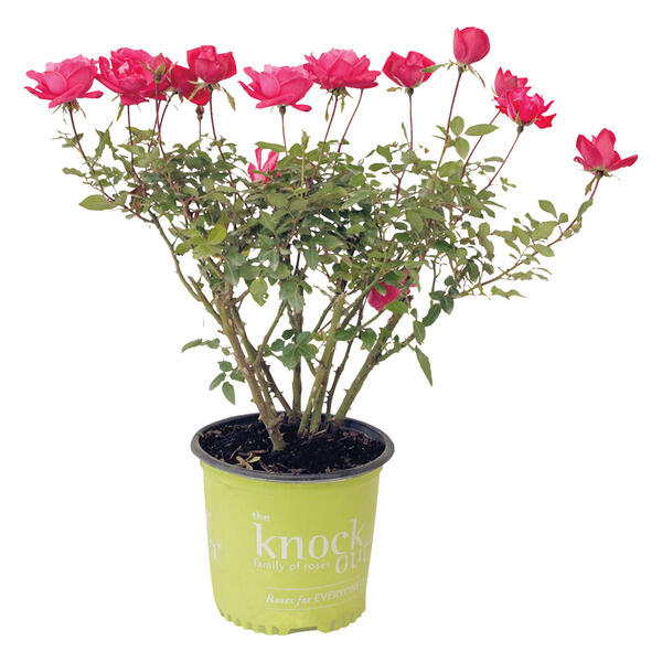 Outdoor Knockout Roses