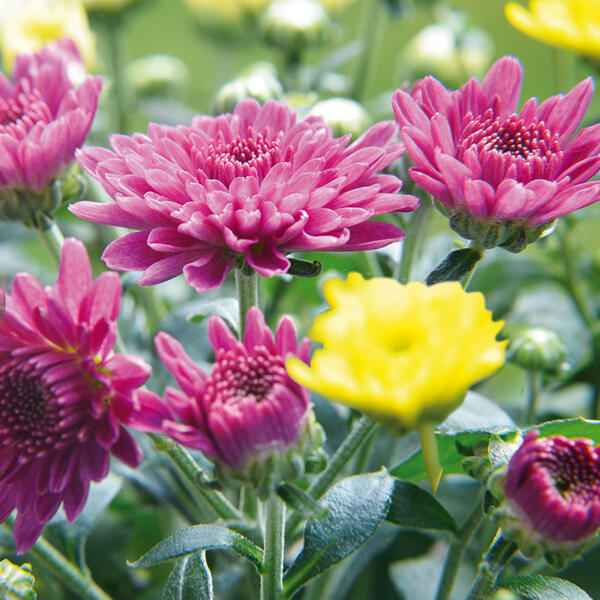 Chrysanthemenbusch Trio