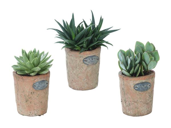 Piante succulente in artistico vaso di terracotta
