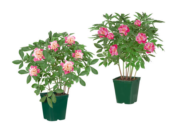 Pivoines (uniquement en Suisse romande et alémanique)